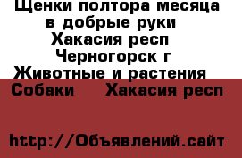 Щенки полтора месяца в добрые руки - Хакасия респ., Черногорск г. Животные и растения » Собаки   . Хакасия респ.